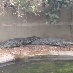 9/27/15 Reptile Discovery Center - Cuban Crocodile