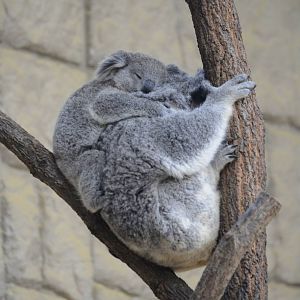 Koalas
