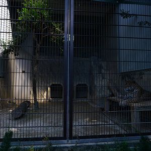 Jaguar enclosure