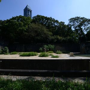 African elephant exhibit