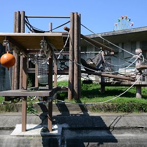 Sumatran orangutan exhibit