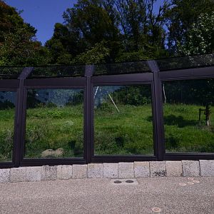 Eastern wolf exhibit