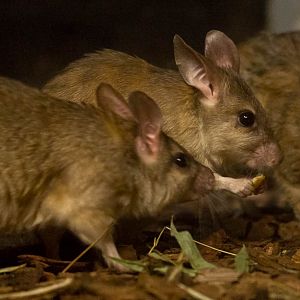 Malagasy jumping rat : Bristol : 22 Sep 2015