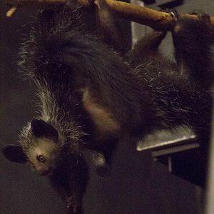 Aye-aye : Bristol : 22 Sep 2015