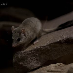 Kowari : Bristol : 22 Sep 2015