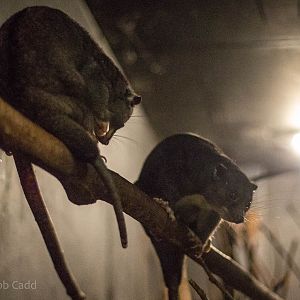 New Guinea ground cuscus : Bristol : 22 Sep 2015