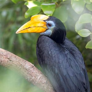Wrinkled hornbill : Bristol : 22 Sep 2015
