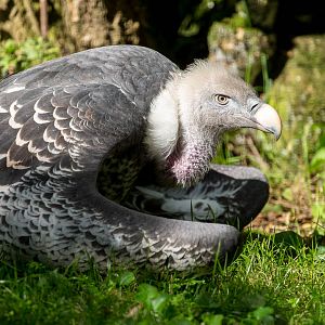 Ruppell's griffon vulture : Linton : 19 Sep 2015