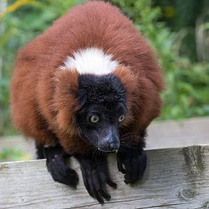 Red ruffed lemur : Linton : 19 Sep 2015