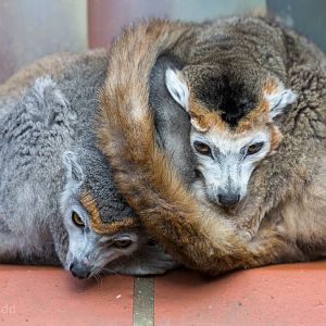 Crowned lemur : Linton : 19 Sep 2015