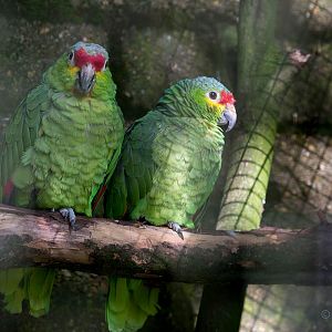 Red-lored amazon : Linton : 19 Sep 2015