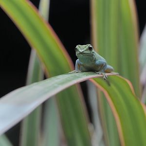 Electric blue day gecko, female