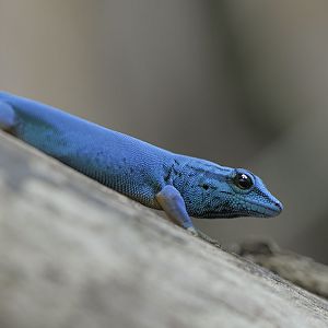 Electric blue day gecko, male