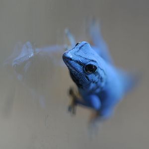 Electric blue day gecko, male