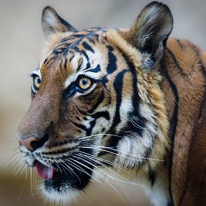 Momoe the female Malayan Tiger (Panthera tigris jacksoni)