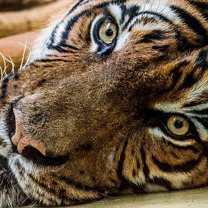Sompon the male Malayan Tiger (Panthera tigris jacksoni)