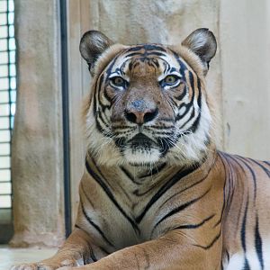 Sompon the male Malayan Tiger (Panthera tigris jacksoni)