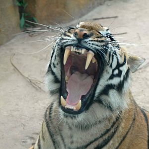 Suhana the female Malayan Tiger (Panthera tigris jacksoni)