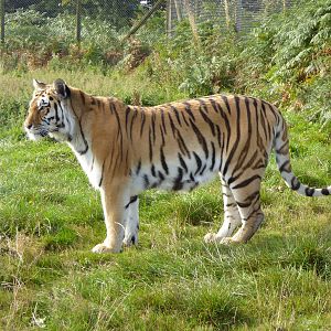 Amur Tigress 19th Sept 2015