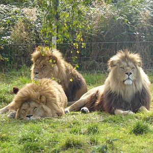 African Lions 19th Sept 2015