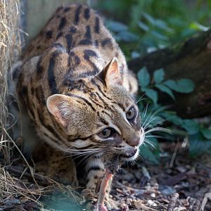 Indochinese leopard cat : Axe Valley : 22 Sep 2015