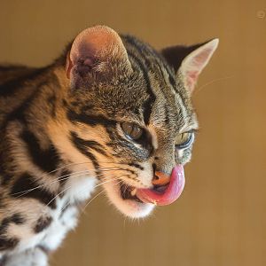 Indochinese leopard cat : Axe Valley : 22 Sep 2015
