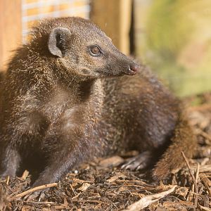 Common cusimanse : Axe Valley : 22 Sep 2015