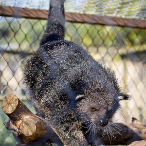 Palawan binturong : Axe Valley : 22 Sep 2015
