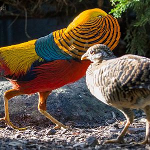 Golden pheasant : Axe Valley : 22 Sep 2015