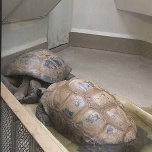 9/27/15 - Reptile Discovery Center - Aldabra Tortoise