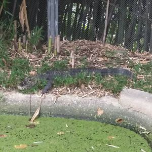 9/27/15 - Reptile Discovery Center - Chinese Alligator