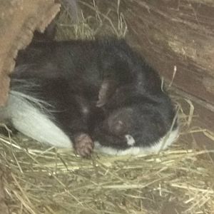 9/27/15 - Small Mammal House - Striped Skunk