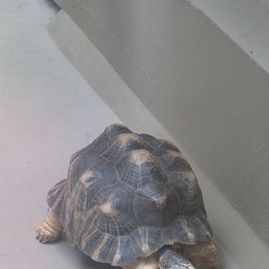 9/27/15 - Reptile Discovery Center - Radiated Tortoise