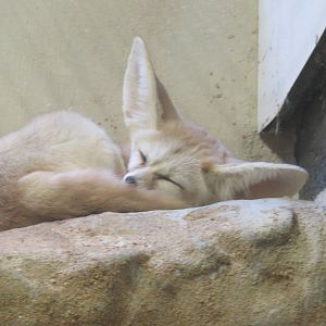 9/27/15 - Small Mammal House - Fennec Fox