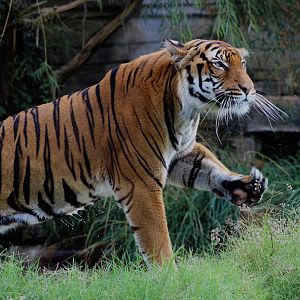 Gahara the male Malayan Tiger (Panthera tigris jacksoni)