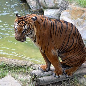 Male Malayan Tiger (Panthera tigris jacksoni)