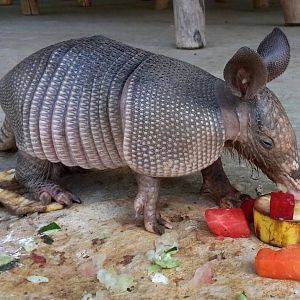 Armadillo