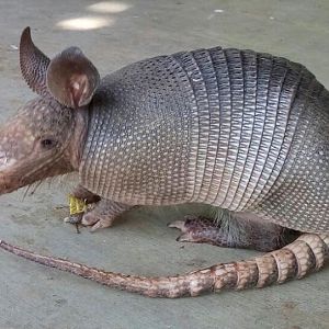 baby armadillo