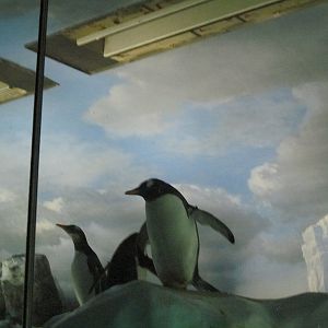 Penguin aquarium