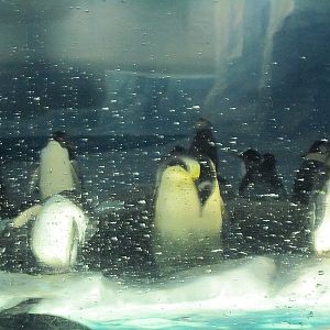Penguin aquarium