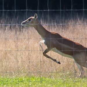 Blackbuck : Whipsnade : 27 Sep 2015