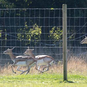 Blackbuck : Whipsnade : 27 Sep 2015