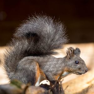 Japanese squirrel : Axe Valley : 22 Sep 2015