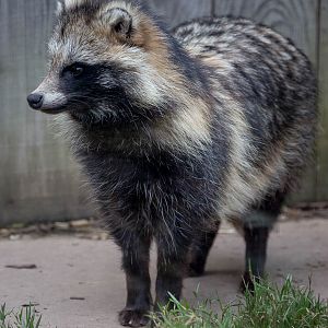 Raccoon dog : Axe Valley : 22 Sep 2015