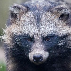 Raccoon dog : Axe Valley : 22 Sep 2015