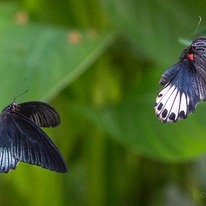 Butterfly (Great yellow mormon / Asian swallowtail) : Whipsnade : 27 Sep 20