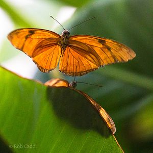 Butterfly (Flambeau) : Whipsnade : 27 Sep 2015