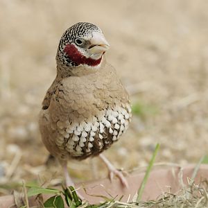 Cutthroat finch, singing male