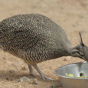Elegant crested tinamou
