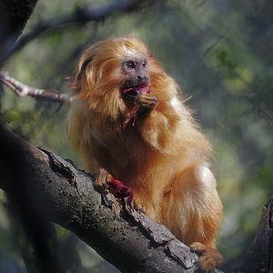 Golden lion tamarin